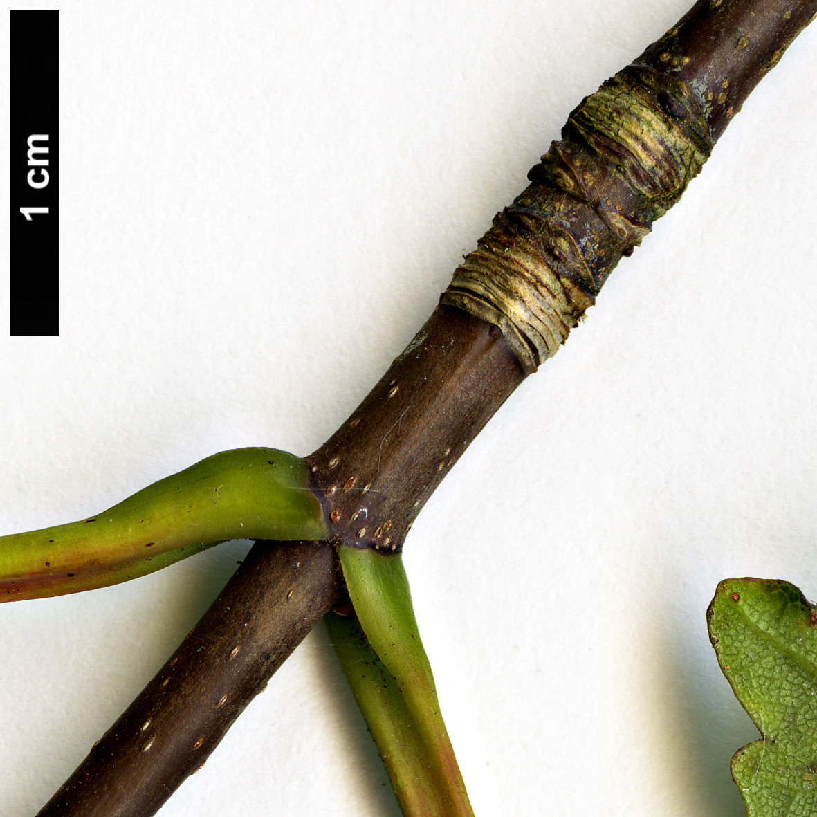 High resolution image: Family: Sapindaceae - Genus: Acer - Taxon: heldreichii - SpeciesSub: var. macropterum